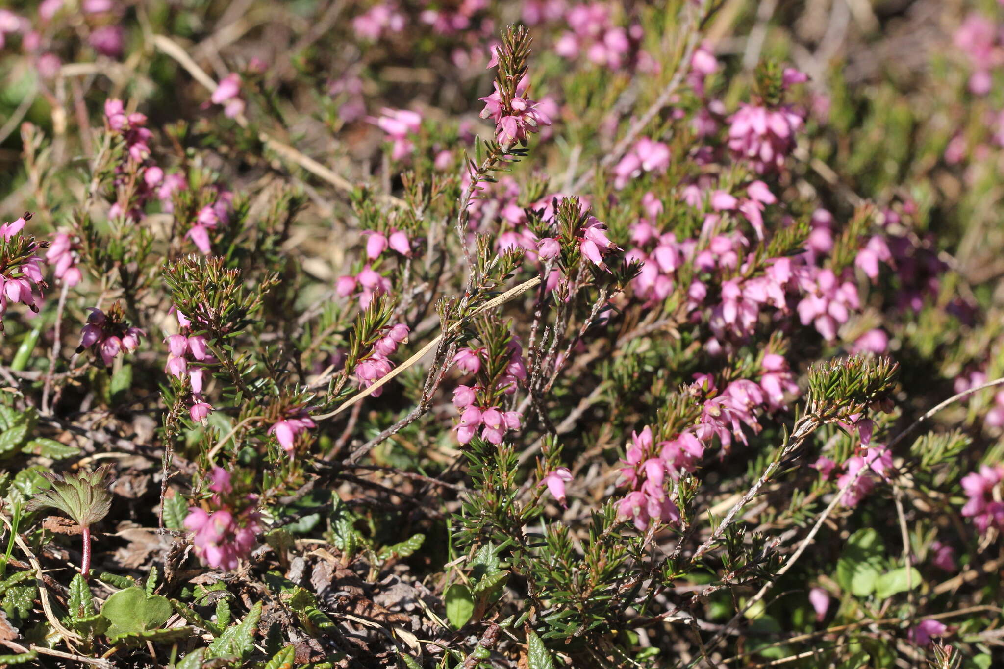 Image of Heath