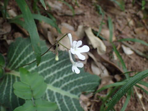 Plancia ëd Streptocarpus prolixus C. B. Clarke