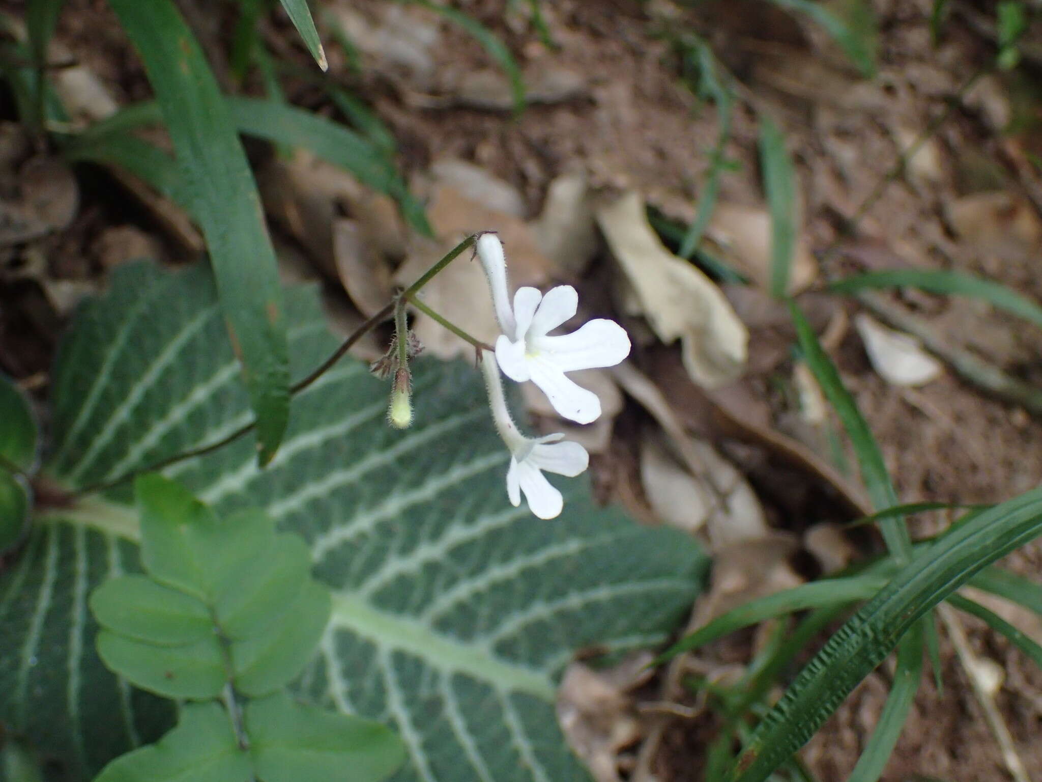 Image of Streptocarpus prolixus C. B. Clarke