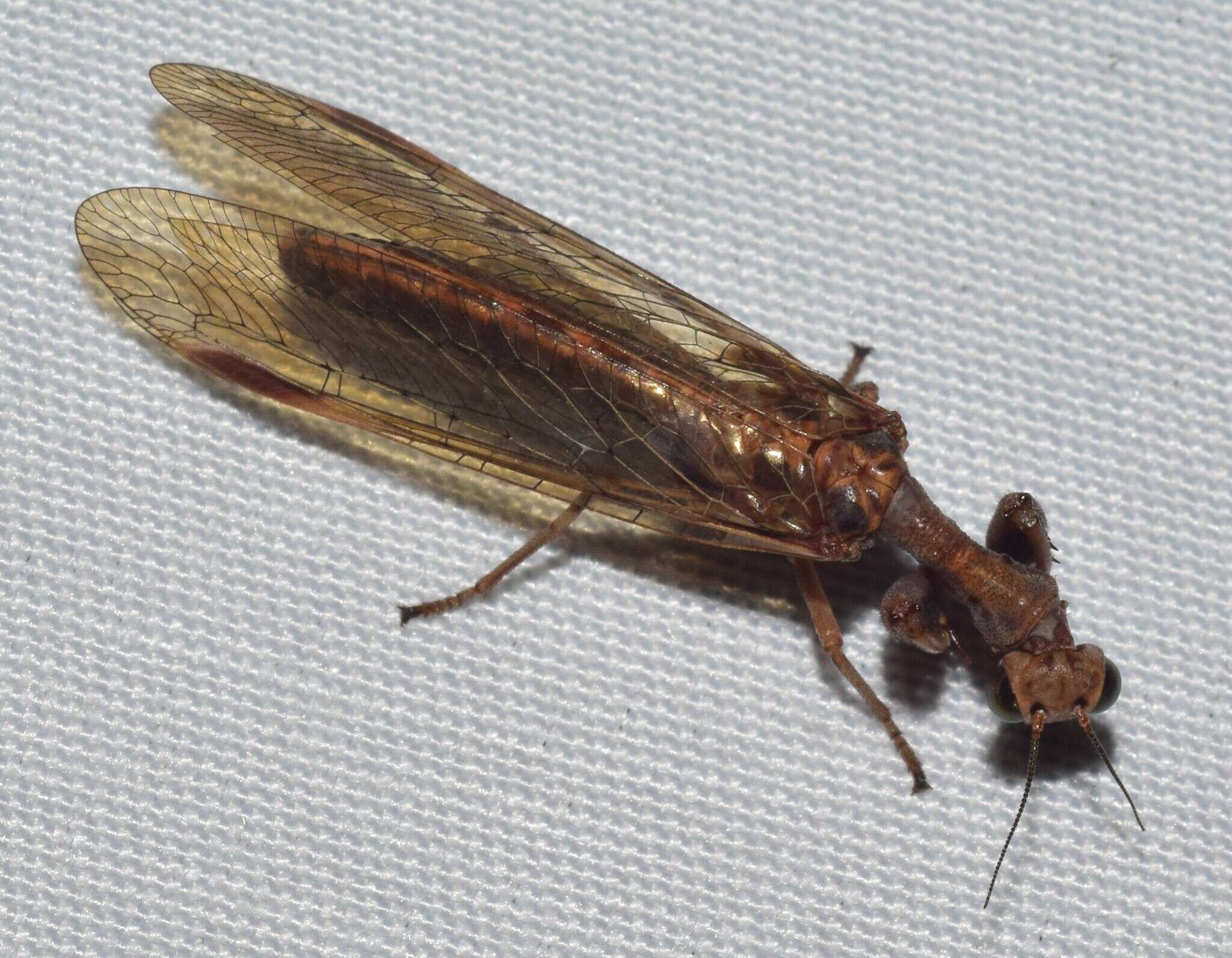 Image of Theristria discolor (Westwood 1852)