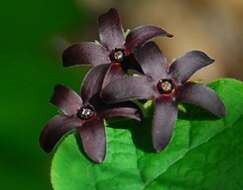 Image de Matelea carolinensis (Jacq.) R. E. Woodson