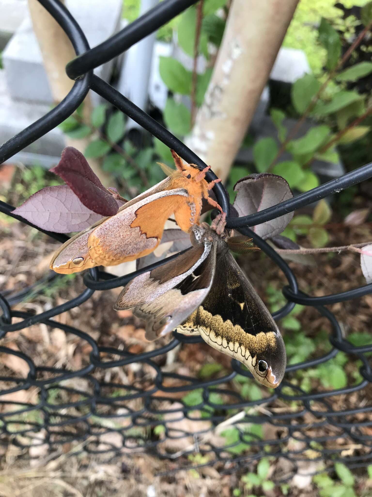 Image of Sweetbay Silk Moth