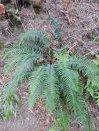 Image of Polystichum falcinellum (Sw.) C. Presl