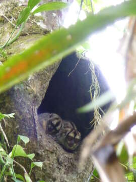 Image of Colombian Gray Night Monkey