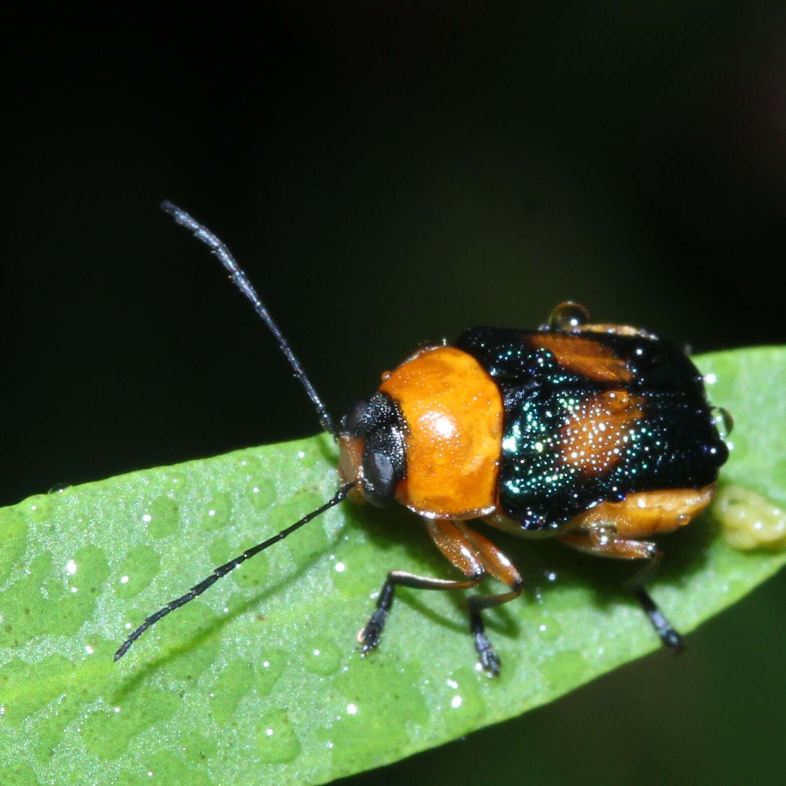 Imagem de Aporocera iridipennis