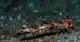 Image of Spotwing flying gurnard