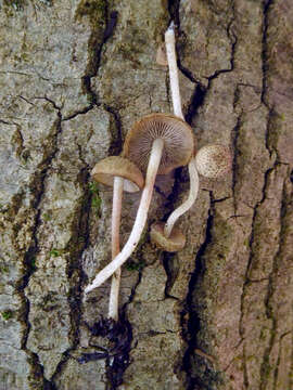 Image of Cystoagaricus hirtosquamulosus (Peck) Örstadius & E. Larss. 2015