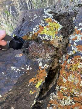 Image of Russell's fishscale lichen