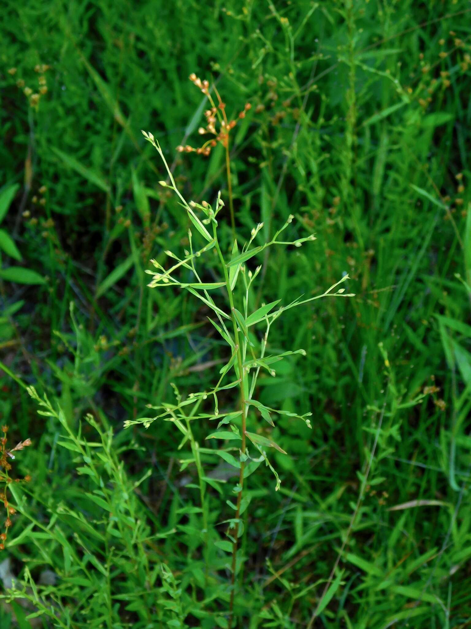 Image of Woodland Flax