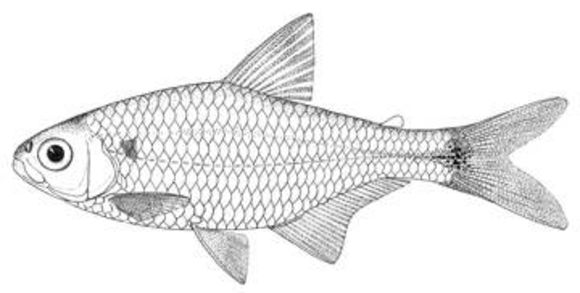 Image of <i>Cheirodontops geayi</i> Schultz 1944