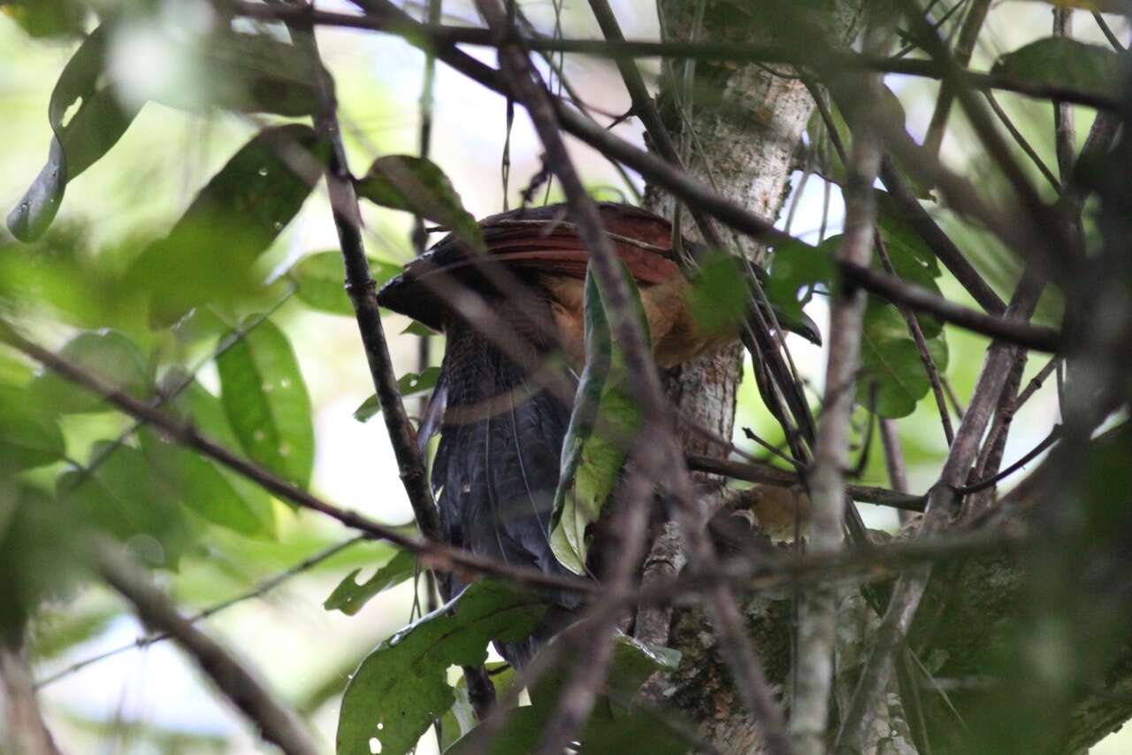 Image of Gabon Coucal