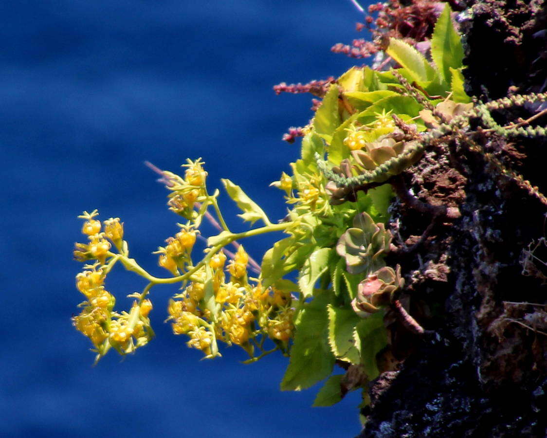 صورة Musschia aurea (L. fil.) Dumort.