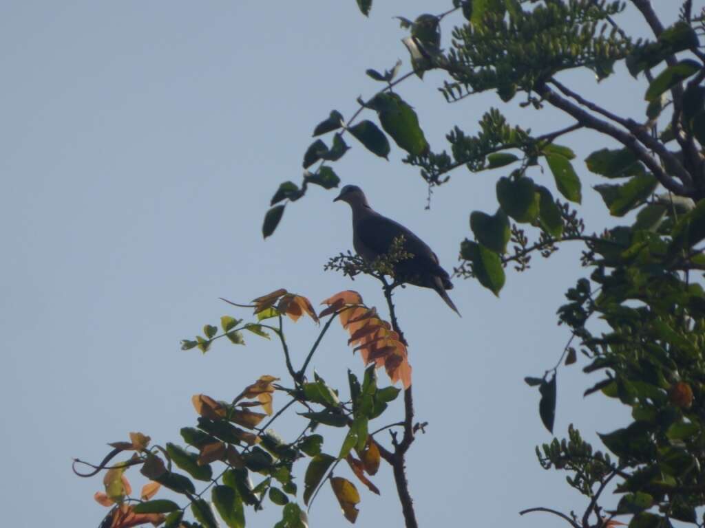 Image of Red-eyed Dove