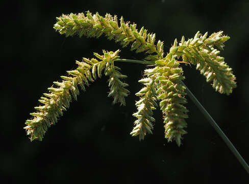 Image of Fox-Tail Flat Sedge