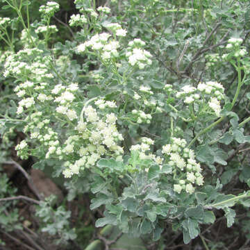 Parthenium incanum Kunth的圖片