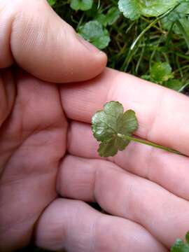 Hydrocotyle americana var. heteromeria (A. Rich.) Kirk resmi