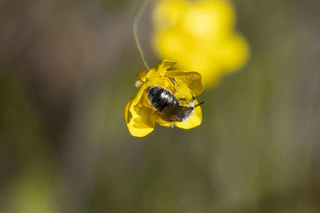 Image of Andrena caerulea Smith 1879