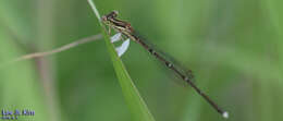 Image of Platycnemis phyllopoda Djakonov 1926