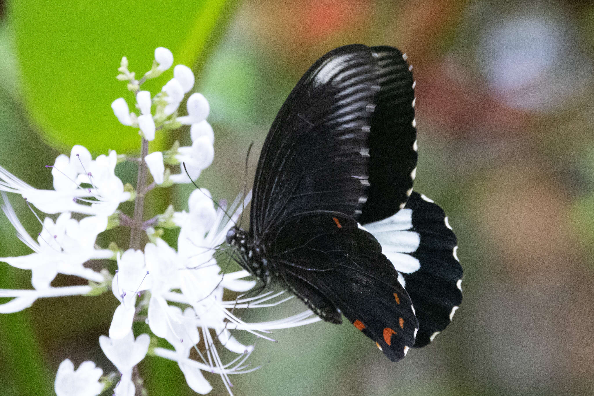 صورة Papilio ambrax Boisduval 1832