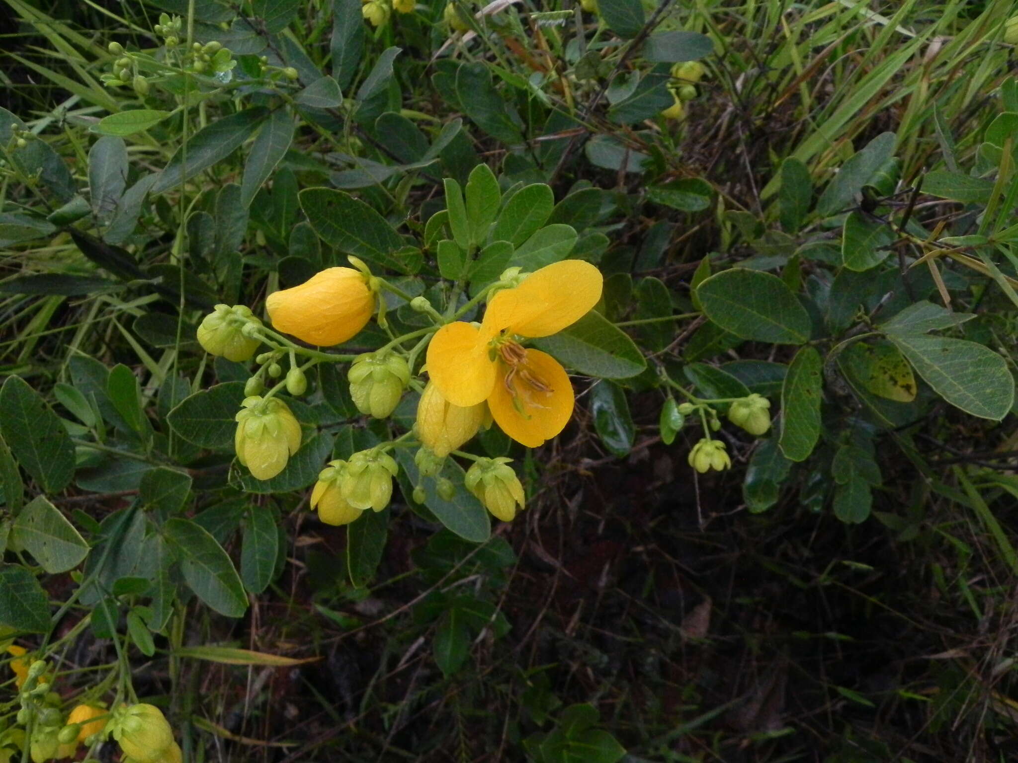 Sivun Senna rugosa (G. Don) H. S. Irwin & Barneby kuva