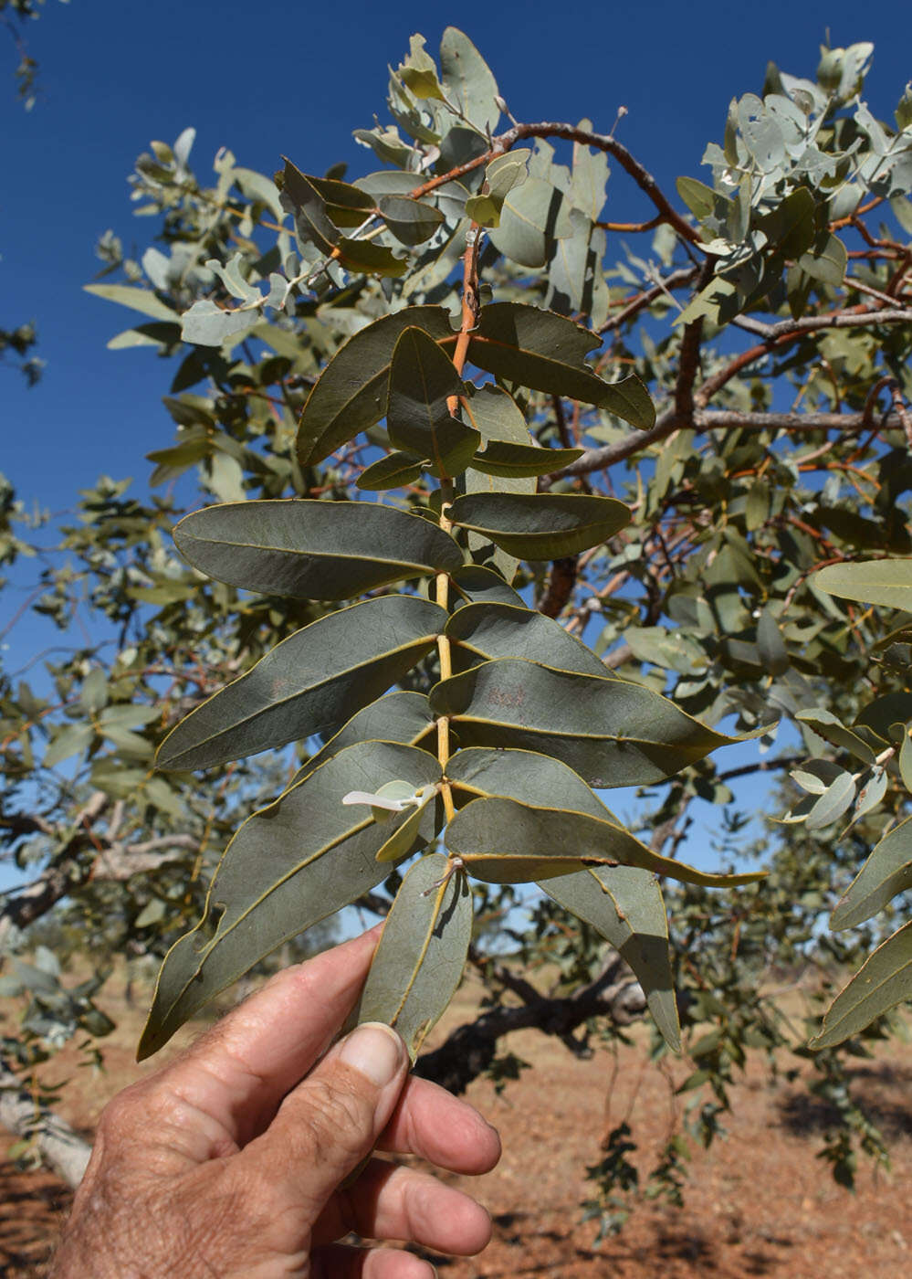 Image of Eucalyptus pruinosa subsp. pruinosa