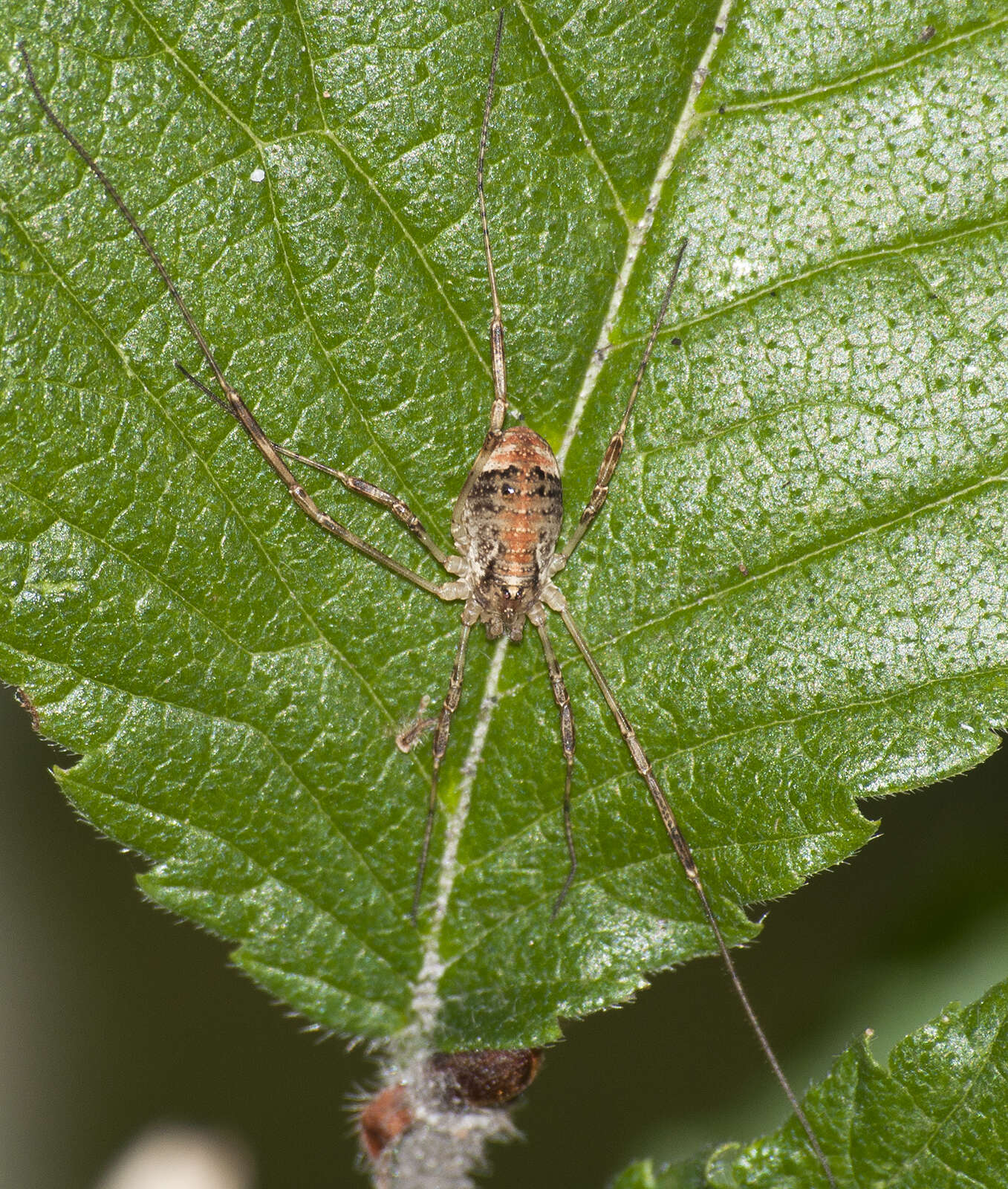 Imagem de Paroligolophus agrestis (Meade 1855)