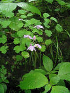 Image de Thalictrum reniforme Wall.