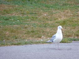 Image of Glaucous-winged Gull