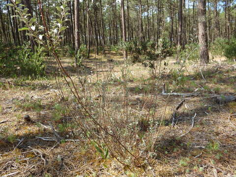 Image of creeping willow