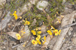 Image of Dillwynia trichopoda (Blakely) Jobson & P. H. Weston