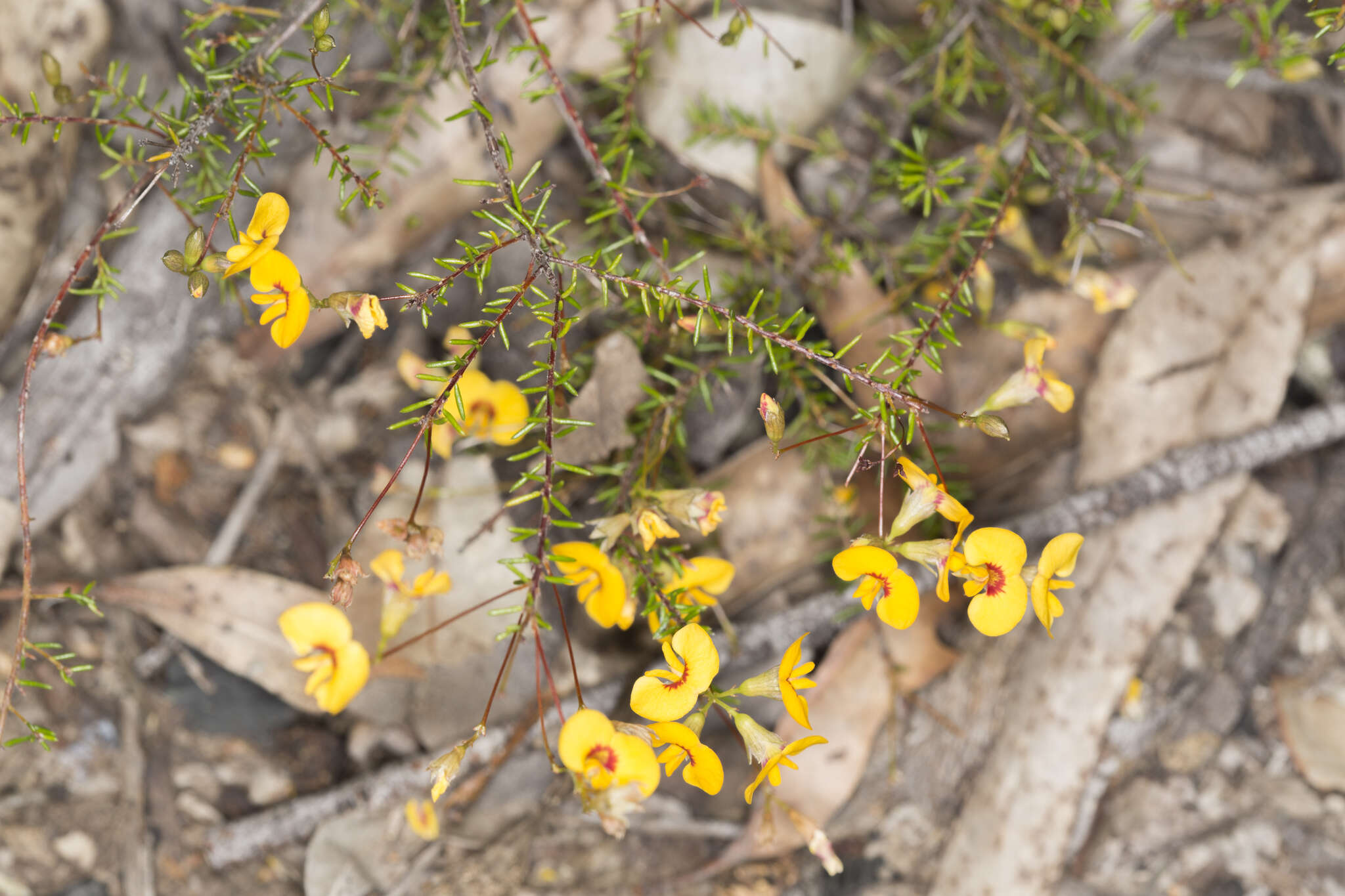 Image of Dillwynia trichopoda (Blakely) Jobson & P. H. Weston