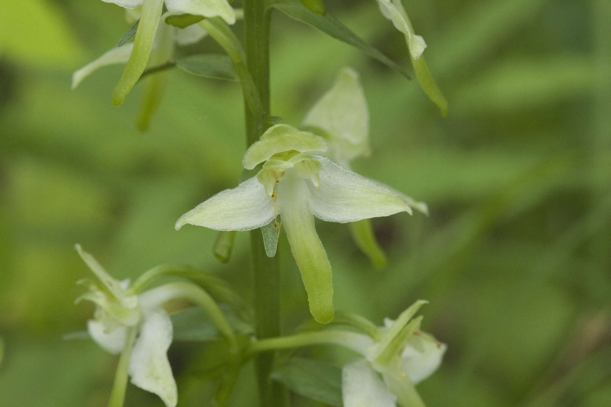 Image of Platanthera densa Freyn