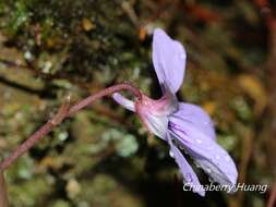 Imagem de Viola formosana Hayata