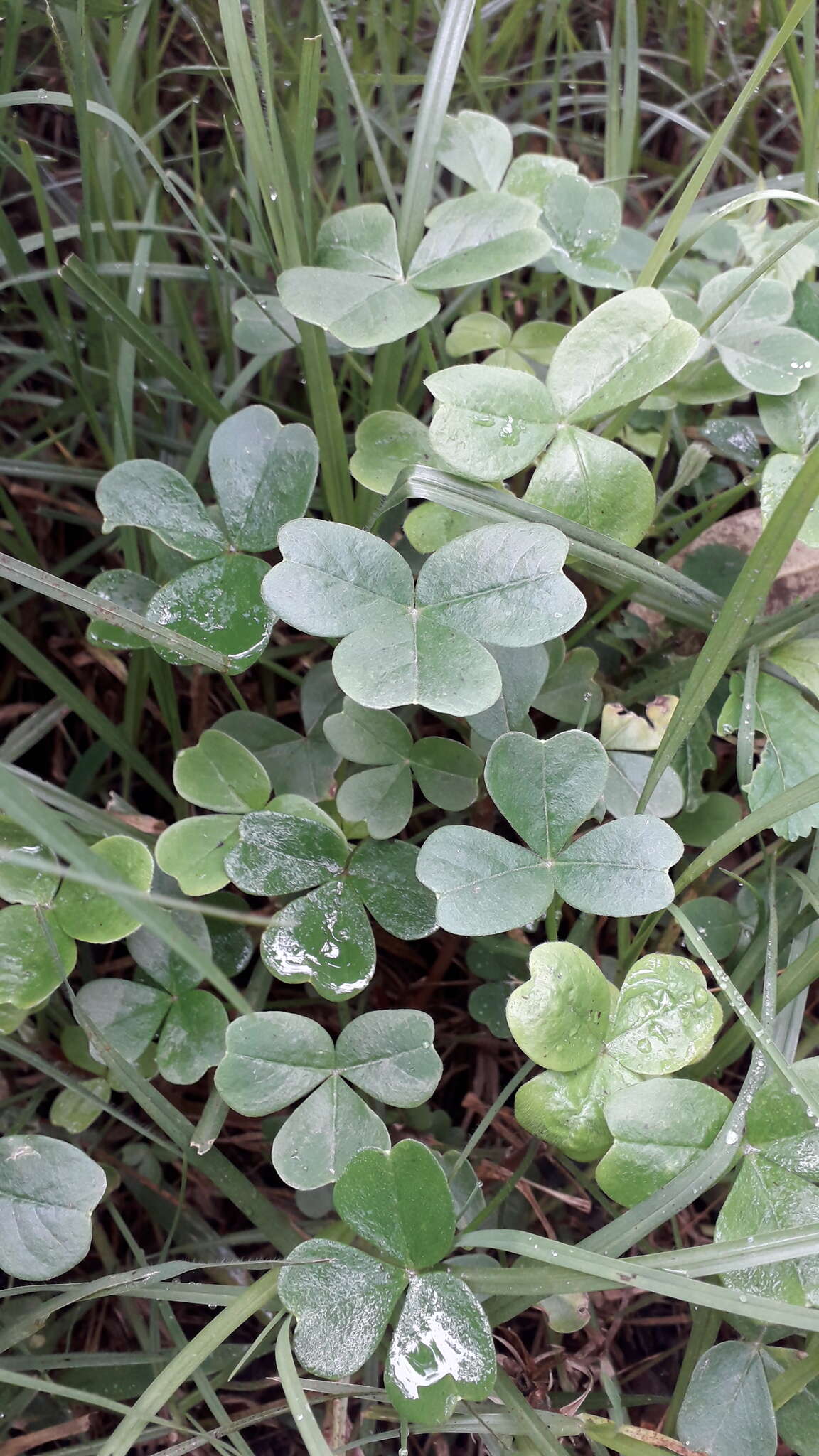 Image of spiral sorrel