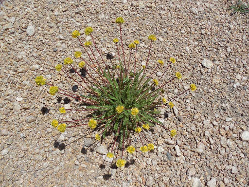 Image de Ivesia gordonii (Hook.) Torr. & Gray