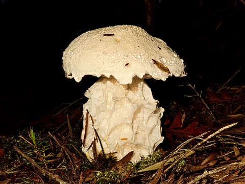 Image of snowy bolete