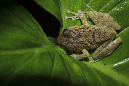 Image of Pristimantis orpacobates (Lynch, Ruiz-Carranza & Ardila-Robayo 1994)