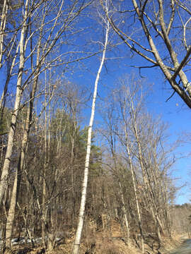 Image of Betula papyrifera Marshall