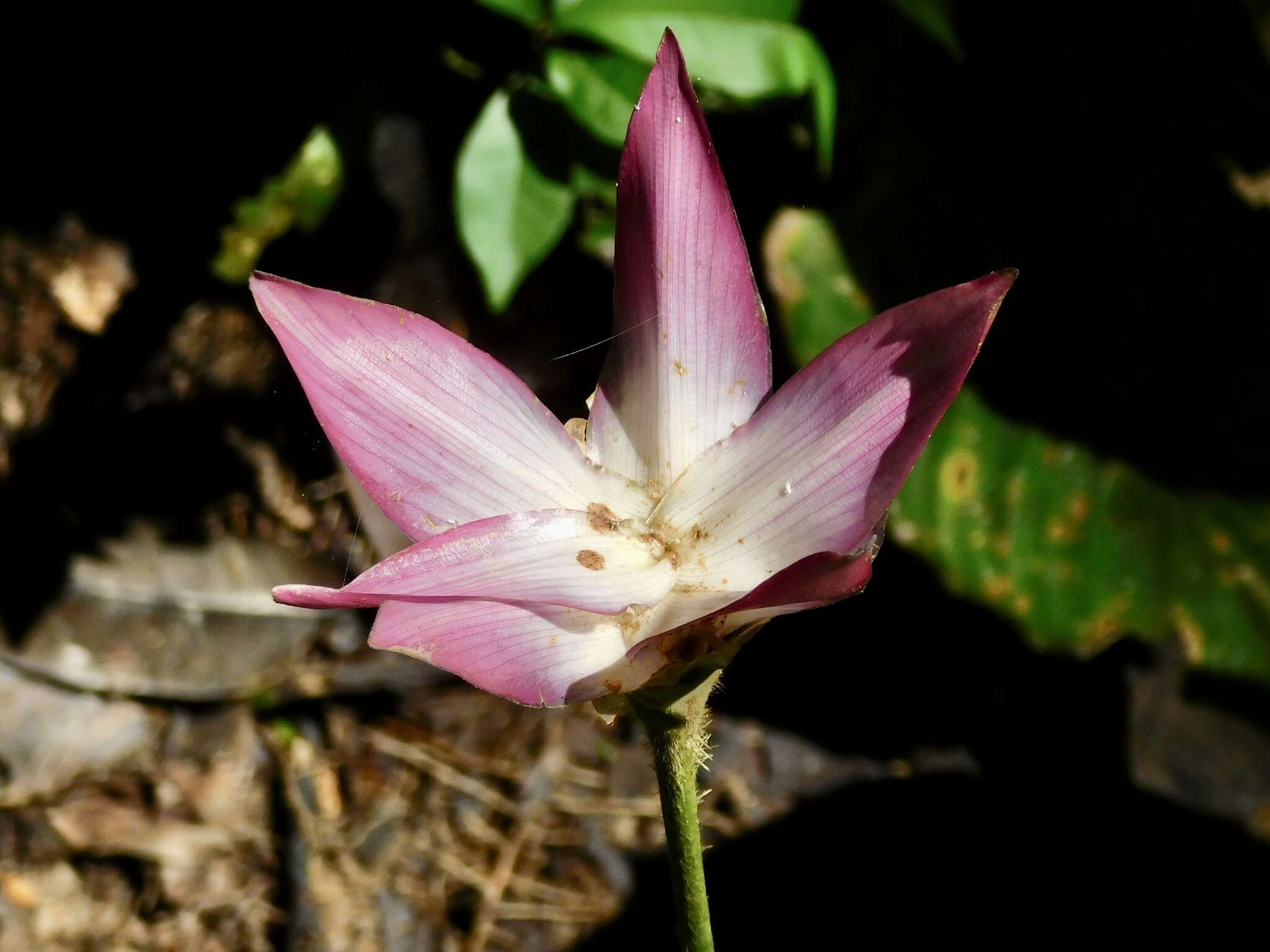 Image de Goeppertia loeseneri (J. F. Macbr.) Borchs. & S. Suárez