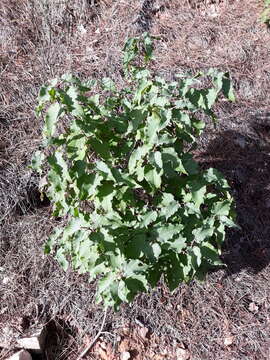 Image of Cistus populifolius L.