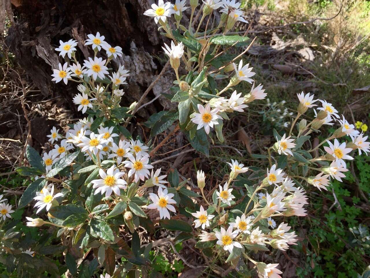 Olearia pannosa Hook. resmi