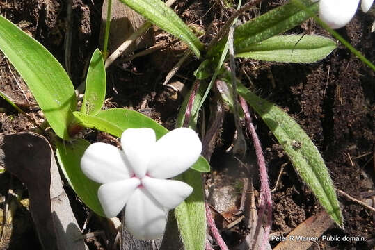 Image of Rhodohypoxis baurii var. baurii