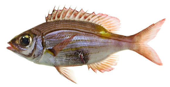 Image of Glowfish