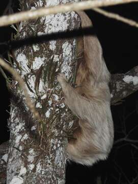 Image of two-toed sloths