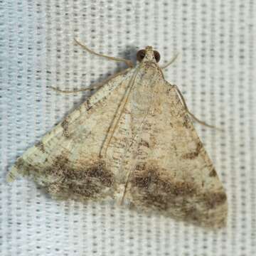 Image of Creosote Moth