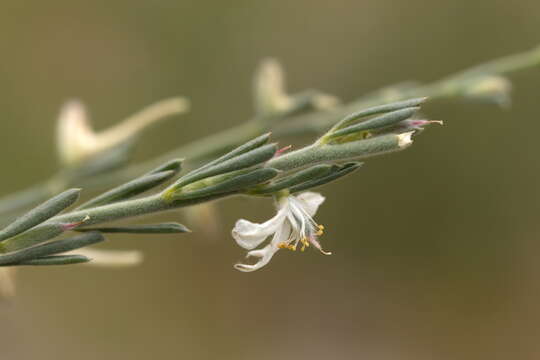 Слика од Consolida leptocarpa Nevski