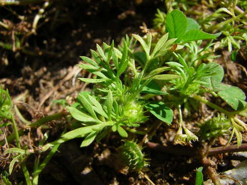 Image of field burrweed