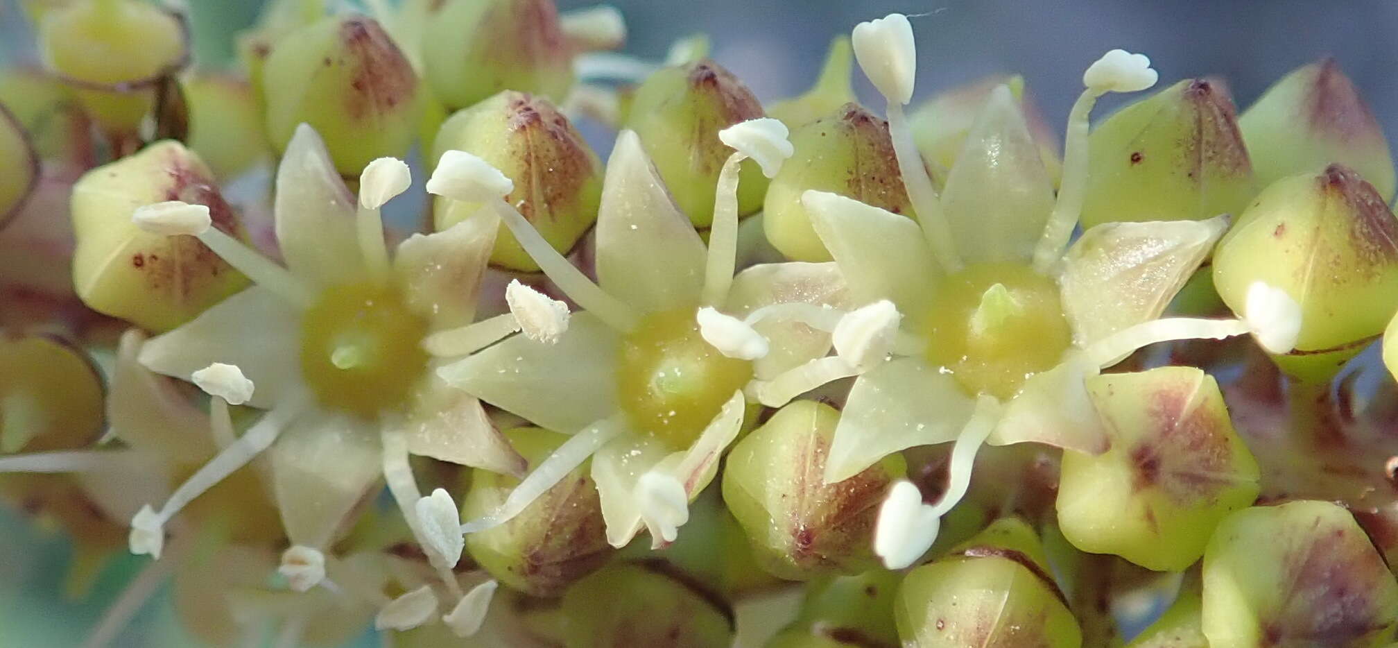 Image of Cussonia thyrsiflora Thunb.