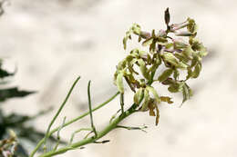 Image of Matthiola fragrans (Fisch.) Bunge