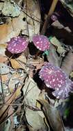 Image of Marasmius amazonicus Henn. 1904